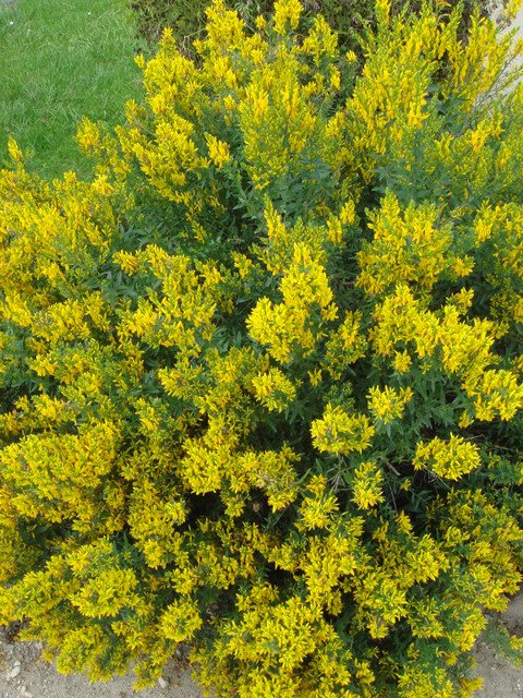 Genista tinctoria